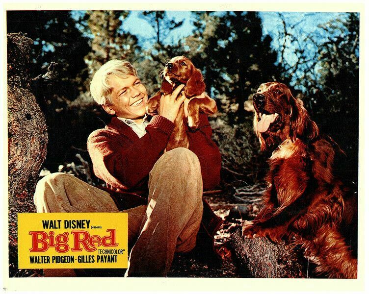 Big Red Original Lobby Card Walt Disney 1962  Gilles Payant Puppies Dogs